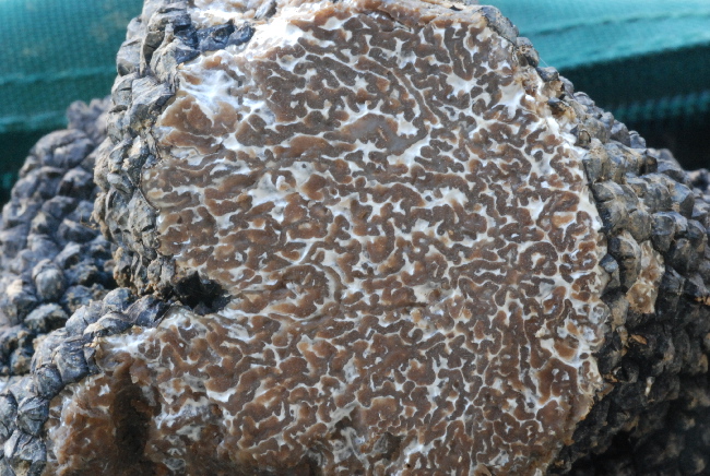 Tuber aestivum